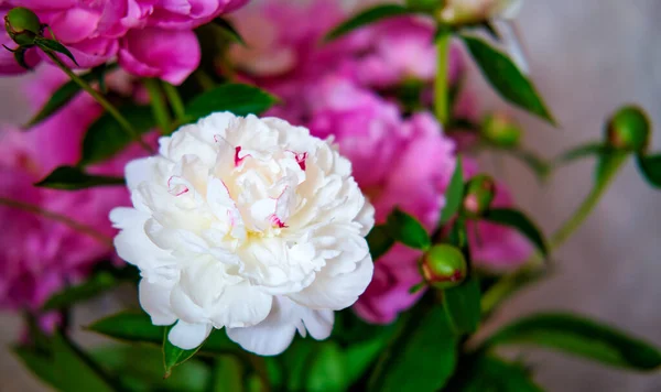 Pink White Peonies Bouquet Backdrop Cityscape — Stock Photo, Image