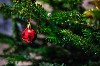 Noel ağacı, dekoratif oyuncaklarla ebediyen yeşil Noel ağacı