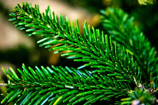 クリスマスツリー 装飾的なおもちゃと常緑のクリスマスツリー — ストック写真