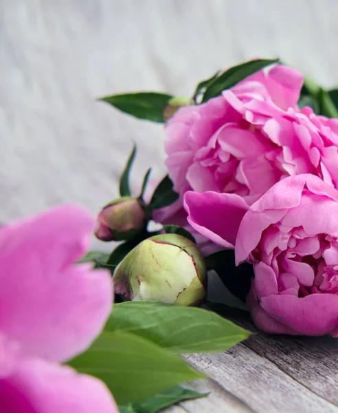 Close Pink Peony Buds Foliage — Stock Photo, Image