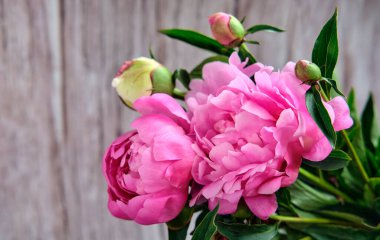 Çiçek açan bir buket pembe şakayık, ahşap arka planda yeşil yapraklı tomurcuklar.