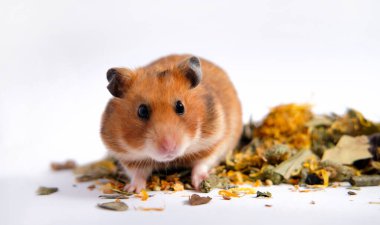 Turuncu Suriye hamsterı yemeğin üzerinde oturuyor ve cidden siyah gözlü görünüyor.