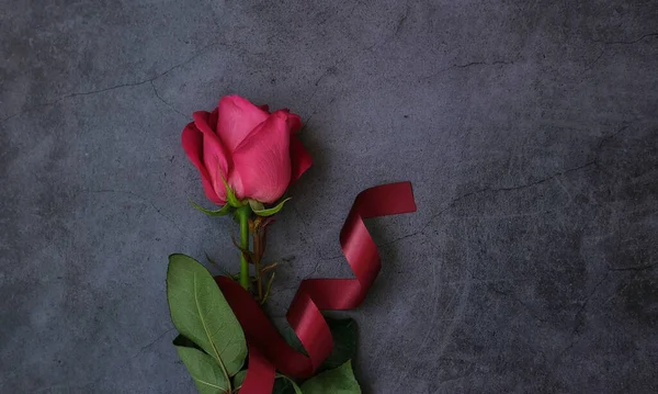 One Red Pink Rose Leaves Dark Gray Background Burgundy Ribbon — Stock Photo, Image