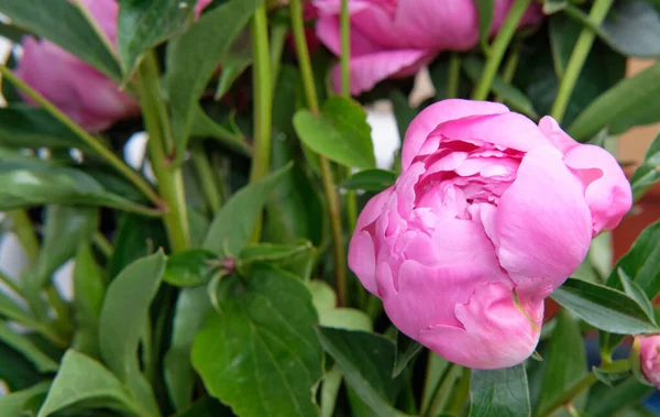 Close Pink Peony Buds Foliage — Stock Photo, Image