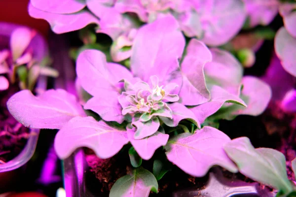 Artificial lighting for plants, a lamp with a pink spectrum for growing without the sun, for illuminating seedlings.