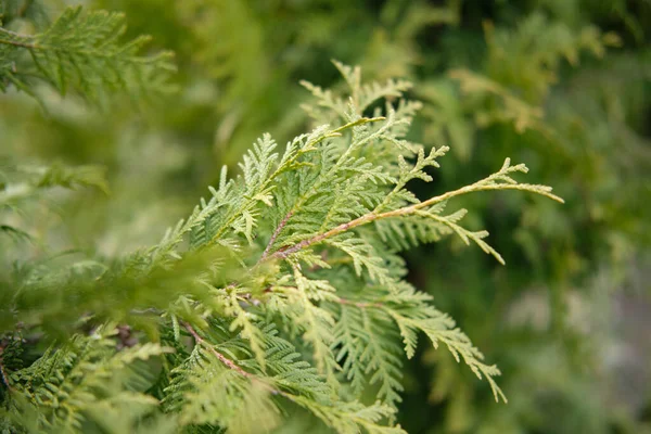 緑の新鮮な植物。詳細を閉じるThuja Brabant緑のthujaの木の枝 — ストック写真