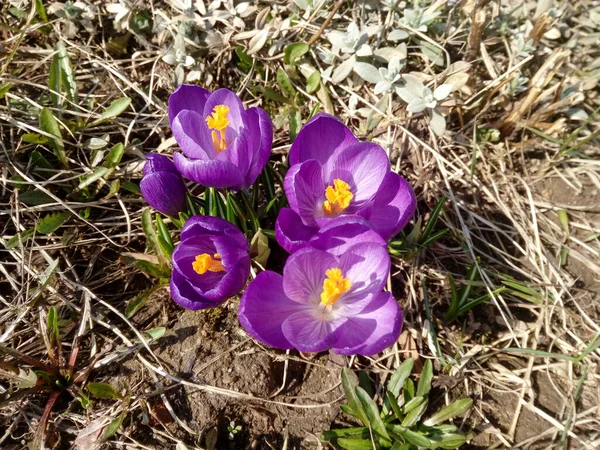 Crocus Violeta Floreciente Primavera Suelo Marrón —  Fotos de Stock