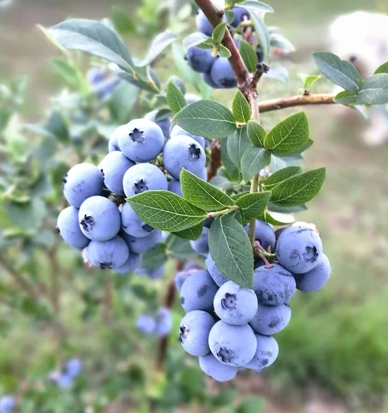 Ripe juicy blueberries on a blueberry bush lit by the sun