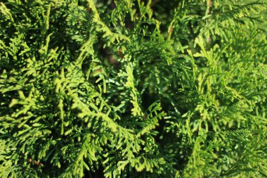 Güneşin aydınlattığı güzel batı arborvitae dalları. Yeşil dallar yaklaşır