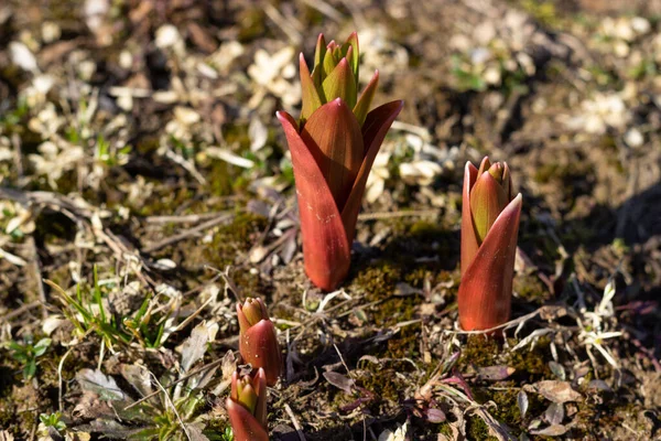 Vårgroddar Primulor Groddar Den Mörka Jorden — Stockfoto