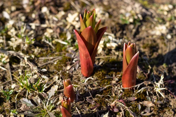 Brotes Primavera Prímulas Brotes Tierra Oscura —  Fotos de Stock