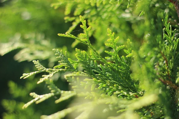 서쪽의 아름다운 Arborvitae 가지들은 태양이 비추고 있습니다 나뭇가지가 가까이 — 스톡 사진