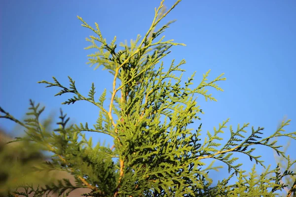 Zonnige Groene Arborvitae Een Achtergrond Van Natuur Westelijke Thuja — Stockfoto