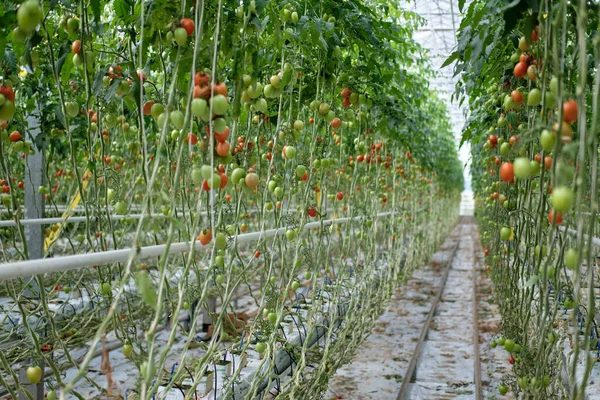 Hidroponik serada domates yetiştirmek. Meyveli yeşil domates yaprakları