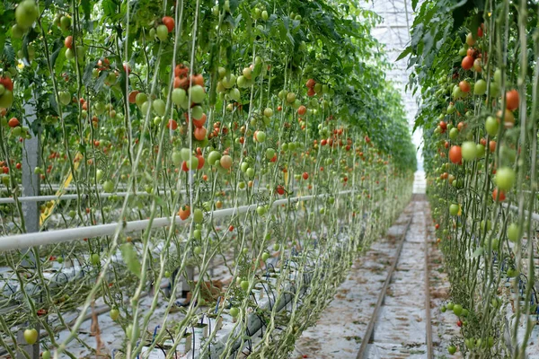 온실에서 자연광을 토마토를 키우고 있습니다 열매맺는 토마토 로열티 프리 스톡 사진