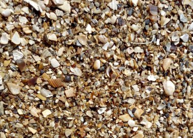 Pankartın arkaplan resmi için deniz kabukları