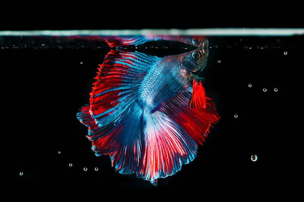 Moment beautiful of blue - orange fighting fish on black background. Male fish have long tail and colorful.