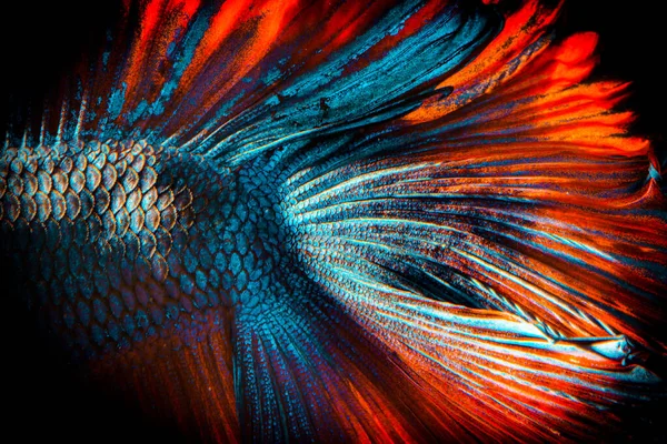 Momento Belo Azul Peixe Luta Vermelho Fundo Preto Peixe Macho — Fotografia de Stock