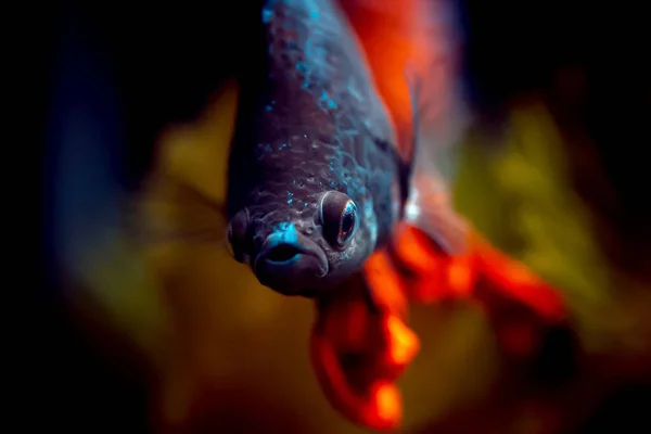 Skönhet Närbild Färg Färgglada Slåss Fisk Fisk Makro Röd Undervattens — Stockfoto