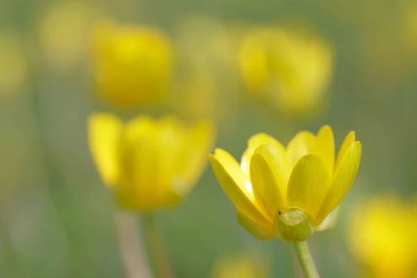 Closeup Žluté Orsej Jarní Květiny Latinský Název Ranunculus Ficara — Stock fotografie