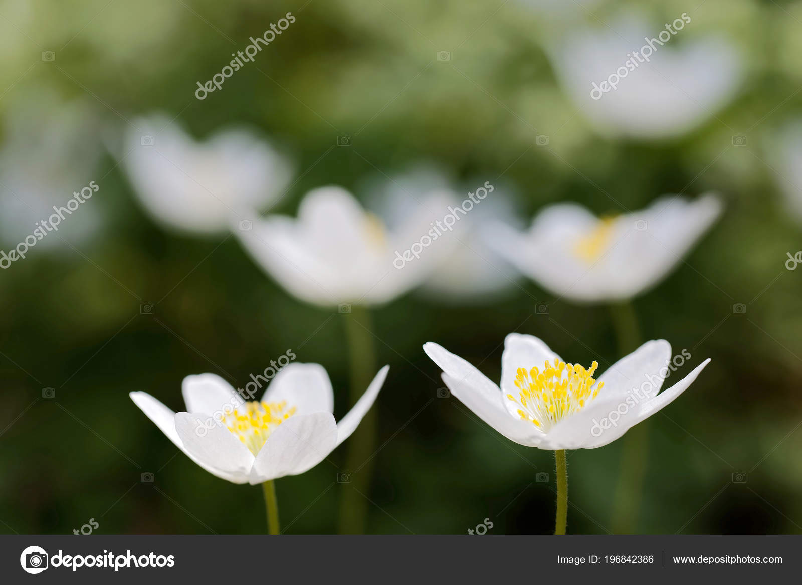 Gros Plan Une Fleur Blanche Bois Anémone Nom Latin Anemone