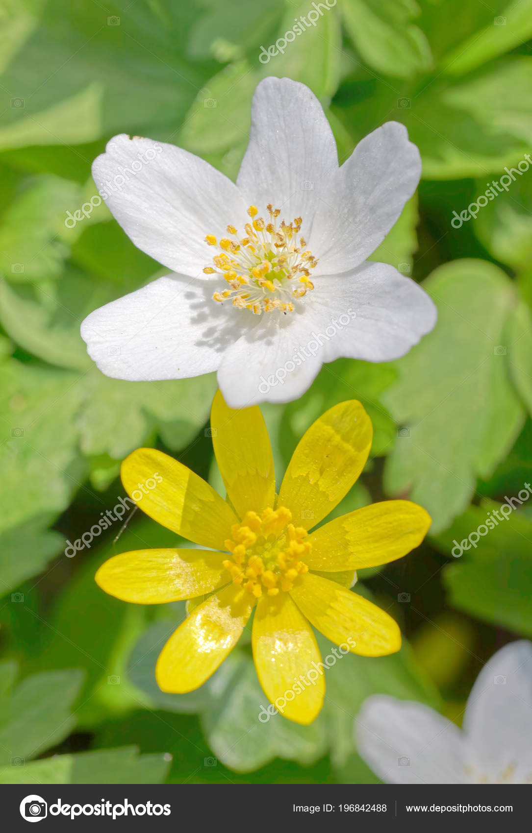 Gros Plan Une Anémone Bois Blanc Jaune Fleur Ficaire Noms