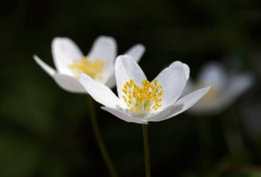 Beyaz ahşap anemone çiçeği closeup. Latince adı: Anemon nemorosa