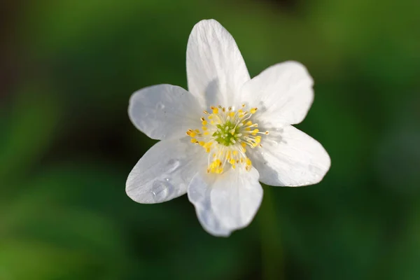 Primer Plano Una Flor Anémona Madera Blanca Nombre Latín Anemone —  Fotos de Stock