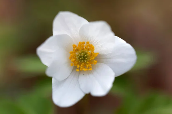 Primer Plano Una Flor Anémona Madera Blanca Nombre Latín Anemone —  Fotos de Stock