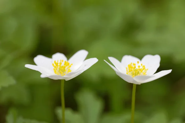 Primer Plano Una Flor Anémona Madera Blanca Nombre Latín Anemone —  Fotos de Stock