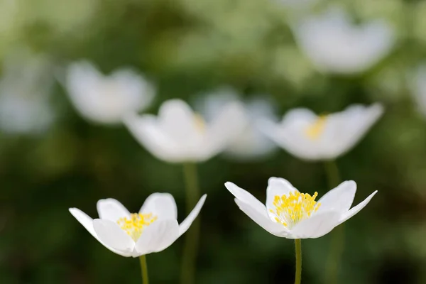 Primer Plano Una Flor Anémona Madera Blanca Nombre Latín Anemone —  Fotos de Stock