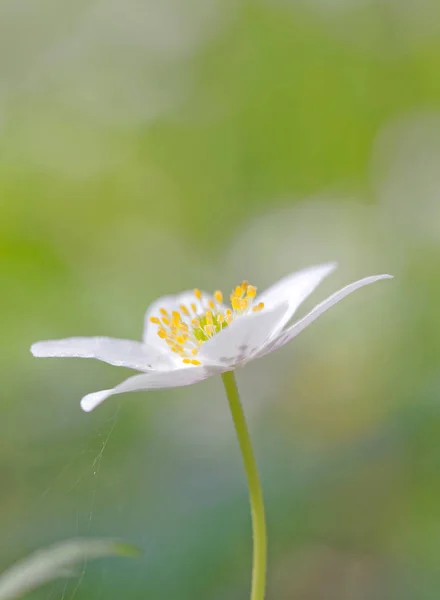 Primer Plano Una Flor Anémona Madera Blanca Nombre Latín Anemone —  Fotos de Stock