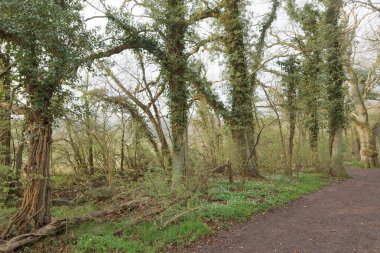 Yeşil yapraklı sarmaşıkla kaplı büyük bir ağaç. Latince adı: Hedera helix