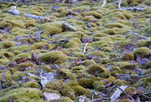 Solo Coberto Com Musgo Verde Borgholm Ilha Oland Suécia — Fotografia de Stock
