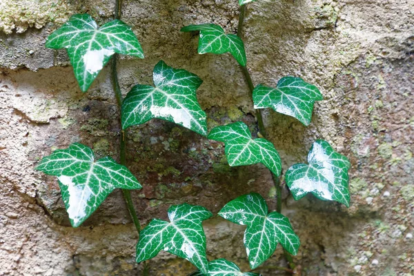 Ivy Green Leaf Climbing Wall Latin Name Hedera Helix — Stock Photo, Image