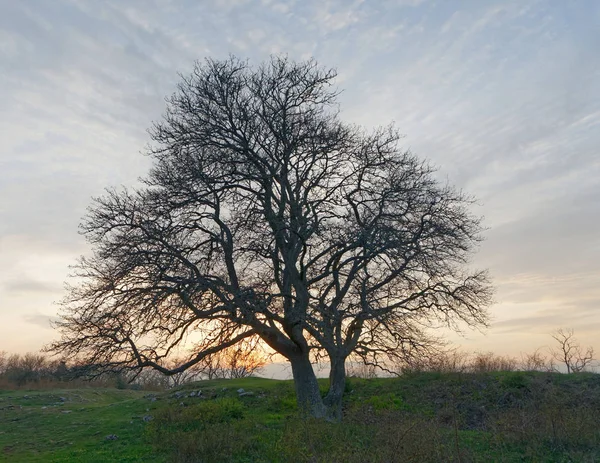 Sihouette Albero Senza Foglia Erba Verde Tramonto Sullo Sfondo — Foto Stock