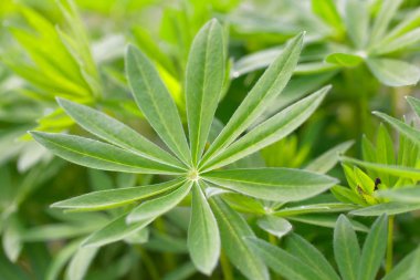 İsveç'te Oeland adasında Lupine çiçeğinin (Latince: lupinus) yakın çekimi