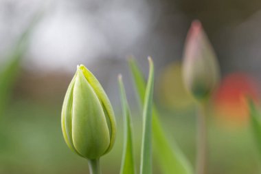 Tulip closeup çiçek tomurcukları İsveç'te ada Oeland üzerinde