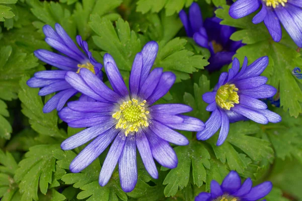 Mavi Anemon Çiçeği Blanda Çiçek Adası Oeland Sveç Closeup — Stok fotoğraf