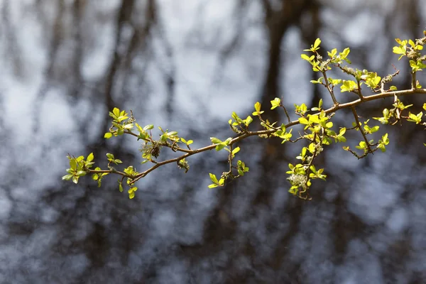 Branch Tree Front Water Surface Island Oeland Sweden — Stock Photo, Image