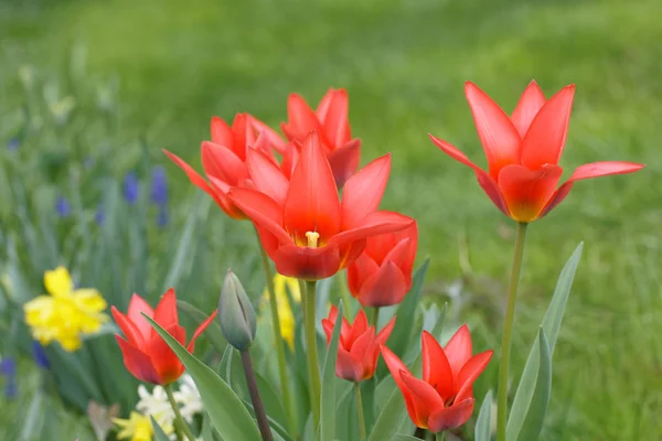 Primo Piano Del Fiore Tulipano Rosso Sull Isola Oeland Svezia — Foto Stock