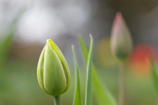 Primer Plano Los Brotes Flores Tulipán Isla Oeland Suecia —  Fotos de Stock