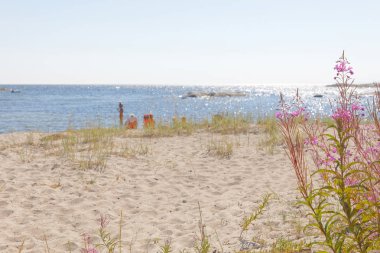 Kvarnsand, İsveç - 25 Temmuz 2018: mavi su Kvarnsand, İsveç ' te 25 Temmuz 2018 ışıltılı uzak güneşlenme insanlar rahatlatıcı sahilde, ön planda, willowherb 