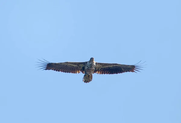 Repülő Rétisas Néven Rétisas Latin Haliaeetus Albicilla Kék Háttérben — Stock Fotó