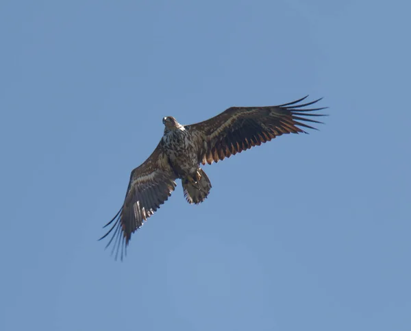 Repülő Rétisas Néven Rétisas Latin Haliaeetus Albicilla Kék Háttérben — Stock Fotó