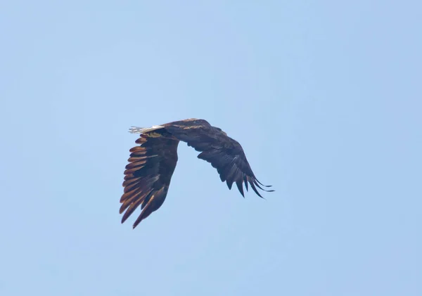 Repülő Rétisas Néven Rétisas Latin Haliaeetus Albicilla Kék Háttérben — Stock Fotó