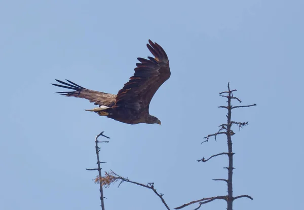 Repülő Rétisas Néven Rétisas Latin Haliaeetus Albicilla Kék Háttérben — Stock Fotó