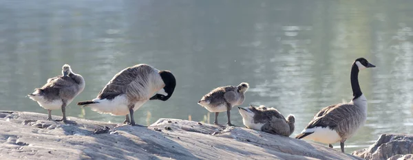 Canada Goose Ptačí Rodiny Ranním Světle Skále Moře Latinsky Branta — Stock fotografie