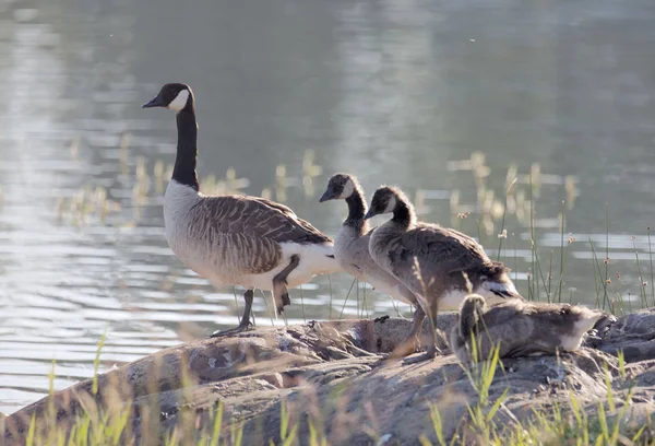 Cute Canada Goose bird family in early morning light standing on a rock by the sea (latin: Branta canadensis)