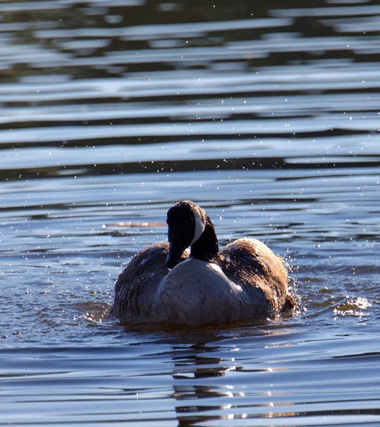 Canada Goose Fugl Vask Sprøjt Vand Søen Det Tidlige Morgenlys - Stock-foto